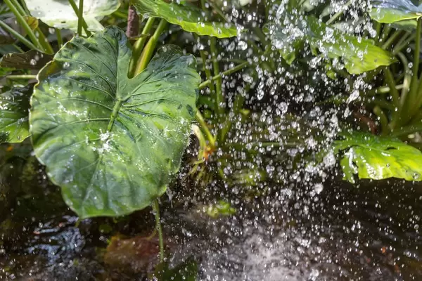 Rain falling on tropical plants