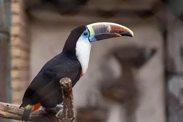 Ramphastos Tucanus beautiful bird sitting on the tree branch