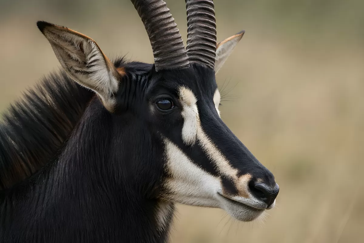 Rappenantilope im Porträt mit geschwungenen Hörnern
