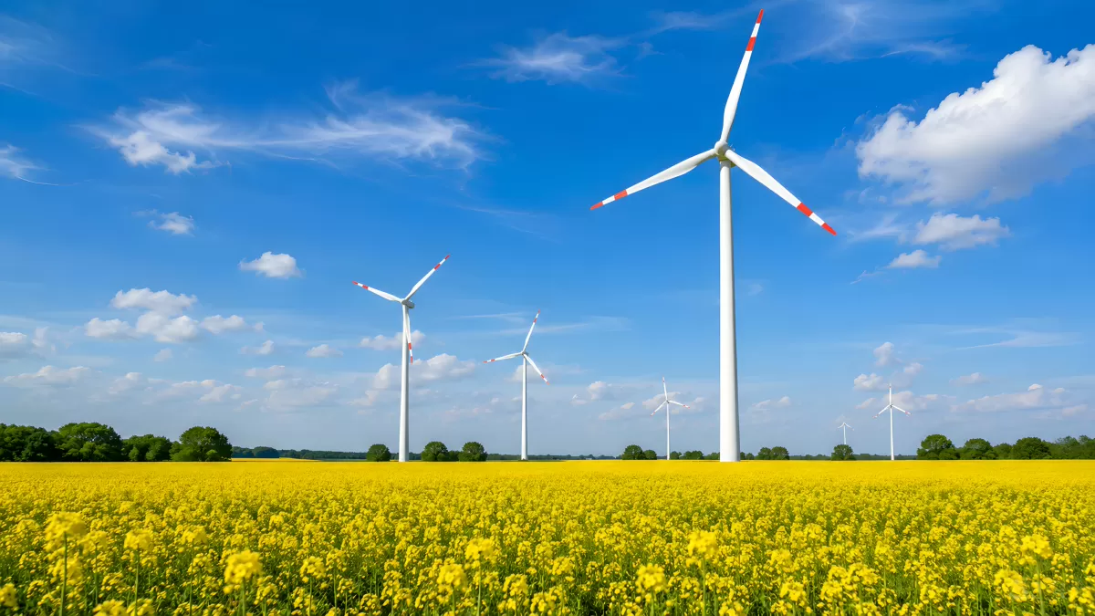 Rapsfeld in Blüte mit Windrädern im Frühling