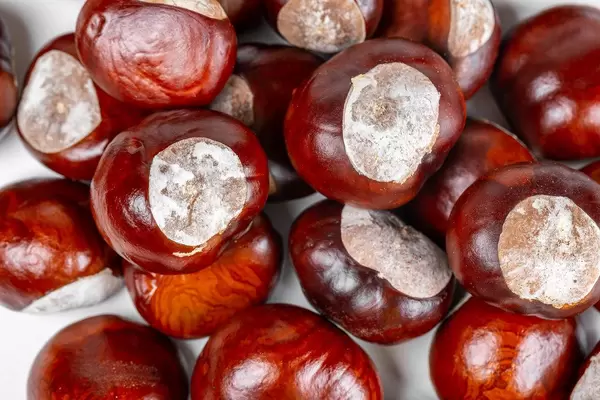 Raw fresh chestnut background, top view