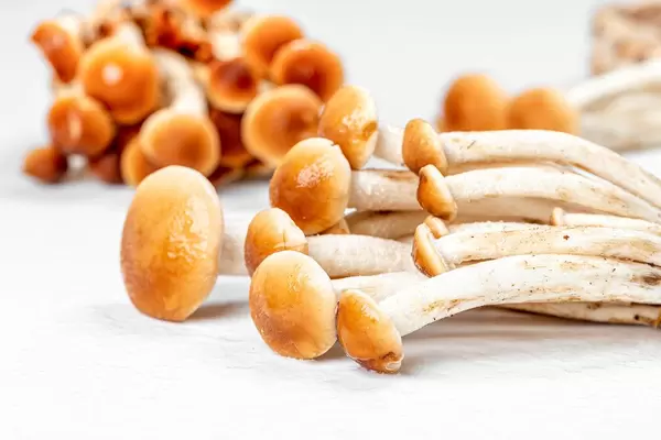 Raw mushrooms on a white background (Flip 2020)