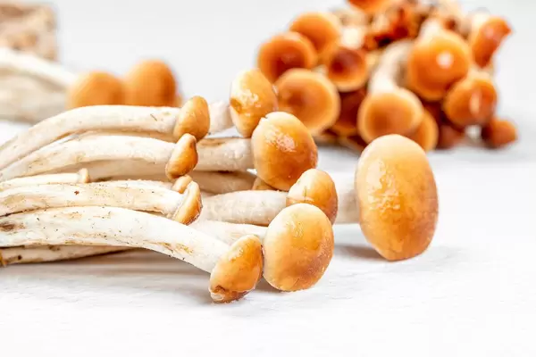 Raw mushrooms on a white background