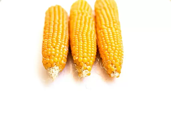Raw popcorn cobs on white background