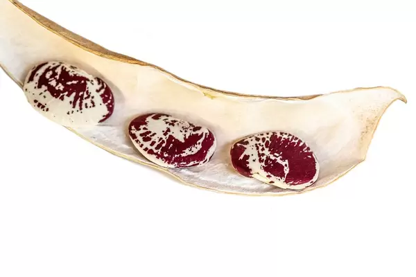 Raw spotted beans in a pod