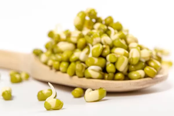 Raw sprouted mung beans on a white background and in a wooden spoon, close up