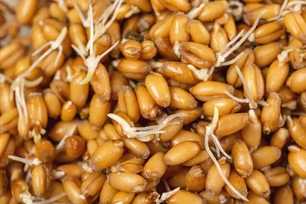 Raw sprouted wheat grains background