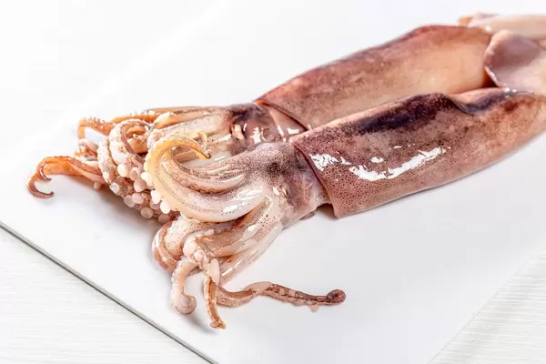 Raw squids on white background