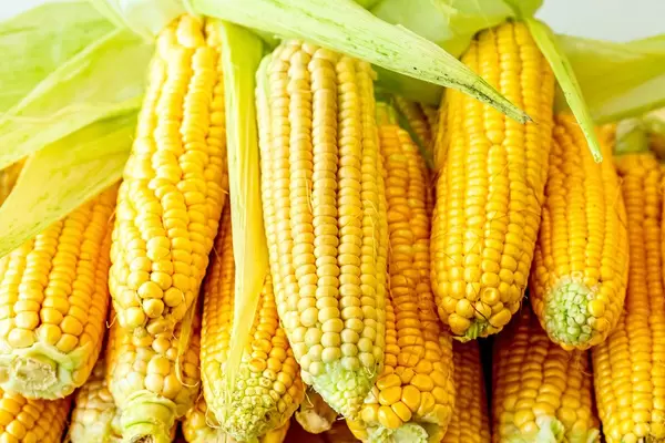 Raw sweet corn heads with leaves (Flip 2019)