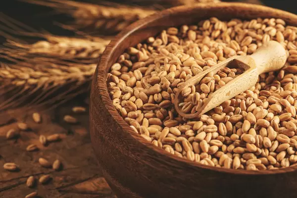 Raw wheat grains in a wooden bowl and in a scoop, close-up