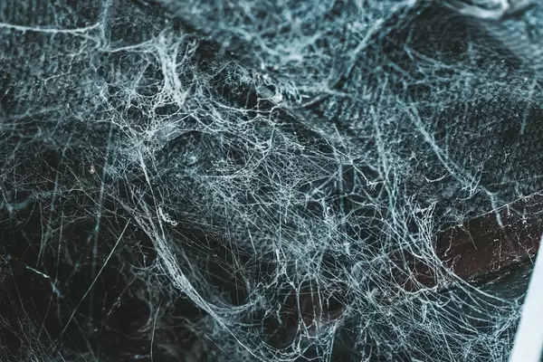 Real spider web background. Concept halloween