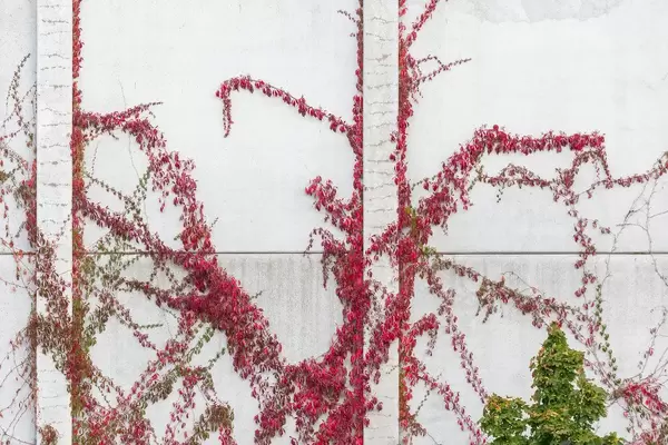 Red and green climbing plants on a grey wall in the city