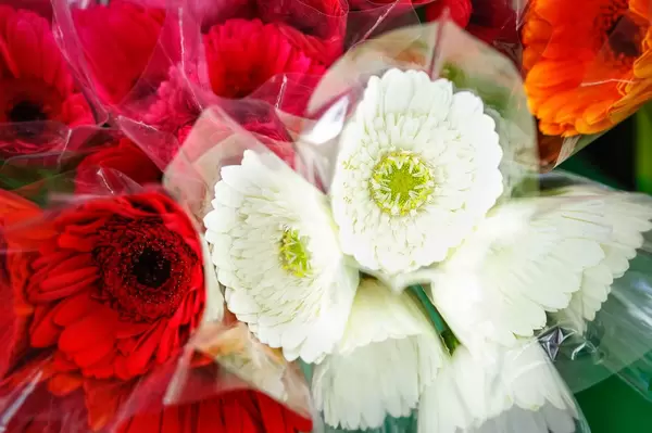 Red and white gerbera flowers