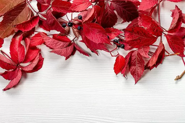 Red autumn leaves of wild grapes (Flip 2019)