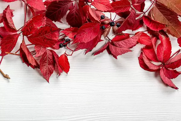 Red autumn leaves of wild grapes