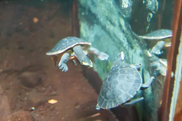 Red-bellied short-necked turtles (Emydura subglobosa) at Shedd Aquarium