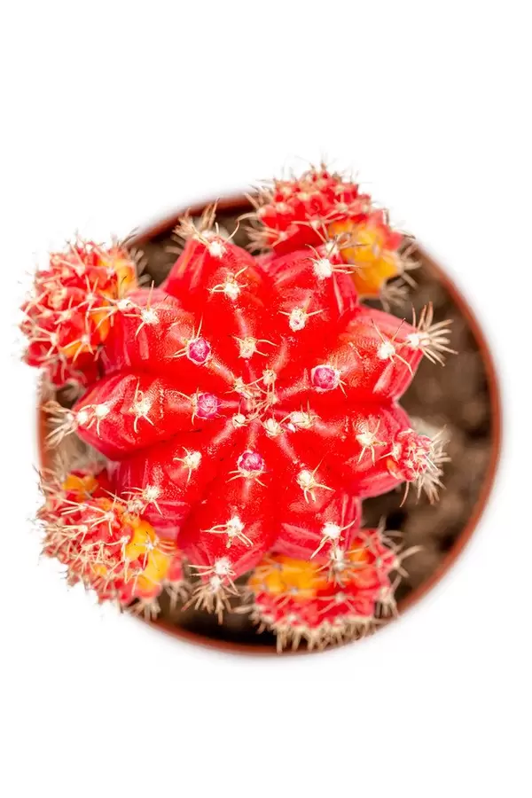 Red cactus gymnocalycium, top view