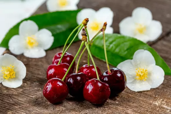 Red cherries with white flowers on old wooden background