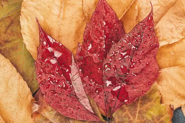 Red dry leaves with water drops. Autumn concept