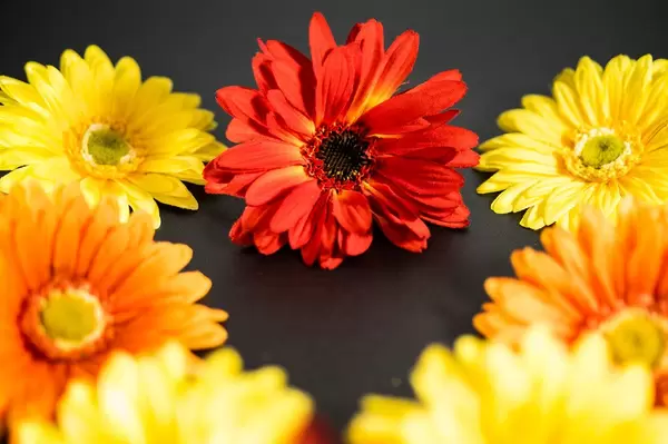Red flower in focus among various other flowers
