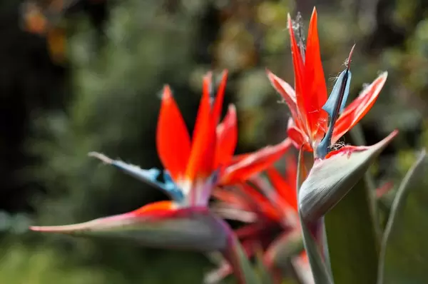 Red flower with blurry background
