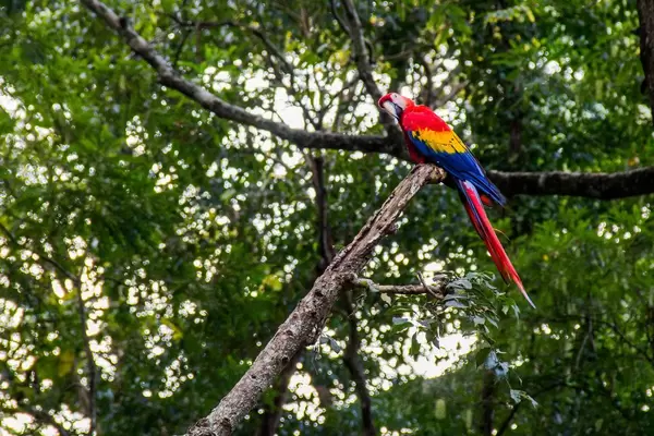 Red Macaw on a Branch