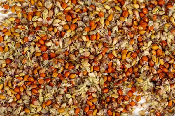 Red millet seed background