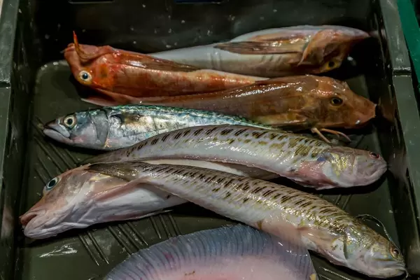 Red mullets and Striped red mullets on fish market