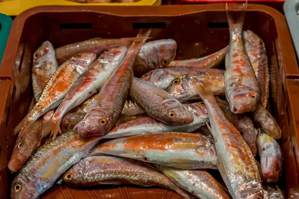 Red mullets on fish market