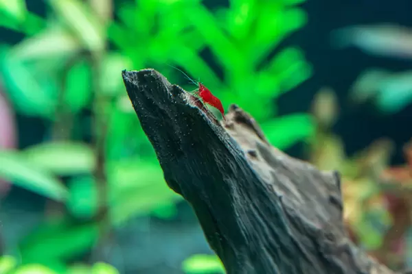 Red neocaridina shrimp in freshwater aquarium