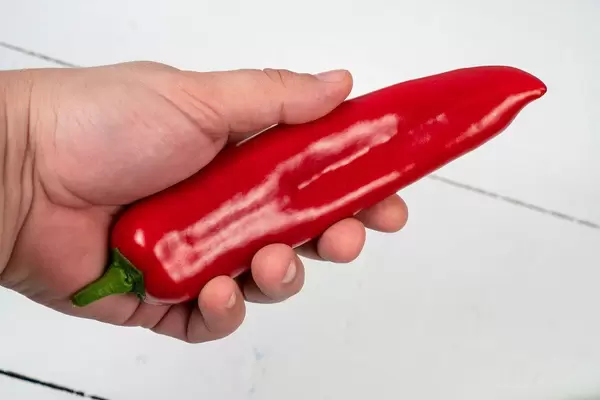 Red Paprika in the hand above white wooden table