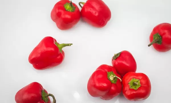 Red Pepper on a White Background Close-Up