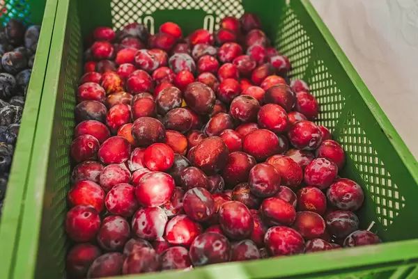 Red Plums In The MarketPlace (Flip 2019)