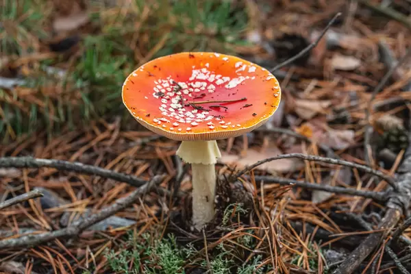 Red poisonous fly agaric