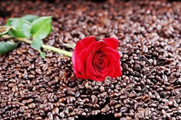 Red rose among coffee beans (Flip 2019)