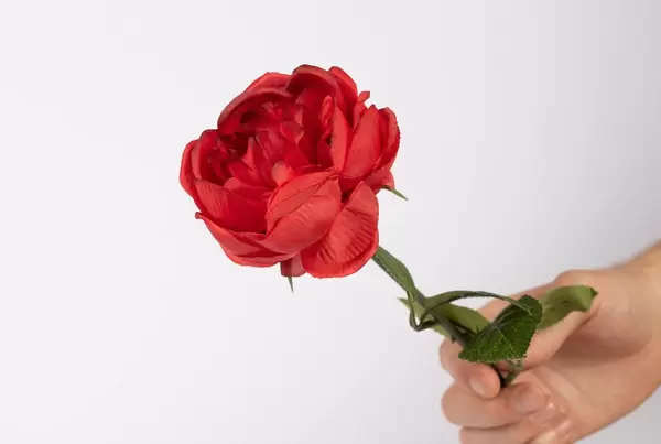 Red rose in hand (Flip 2019)