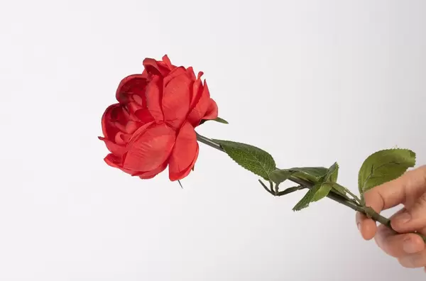 Red rose in hand isolated on white background (Flip 2019)