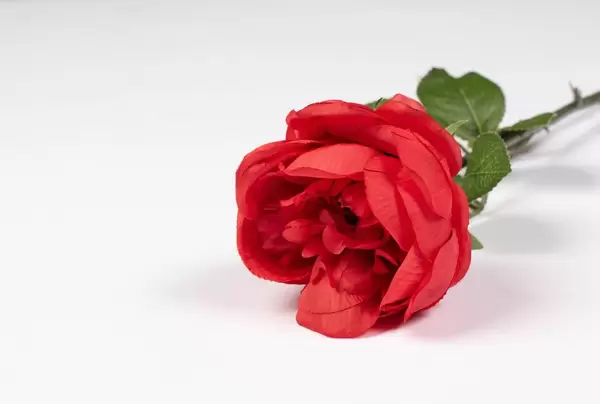 Red rose laying on a white table