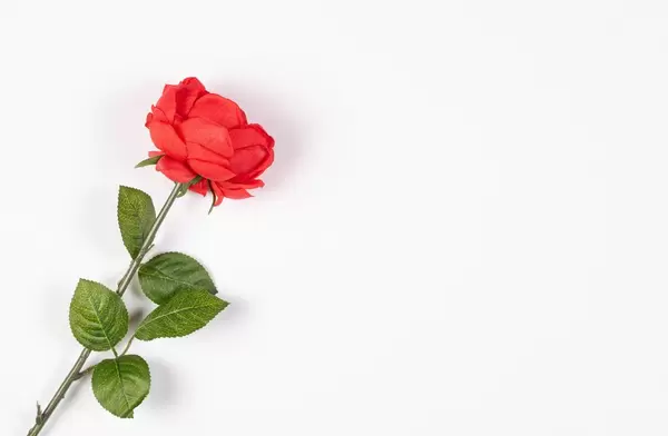 Red rose on white background
