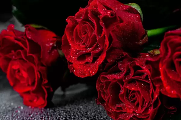 Red roses with water drops on petals on black background (Flip 2019)