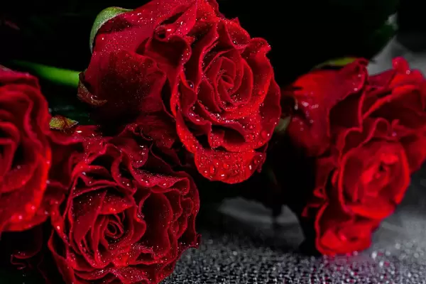 Red roses with water drops on petals on black background