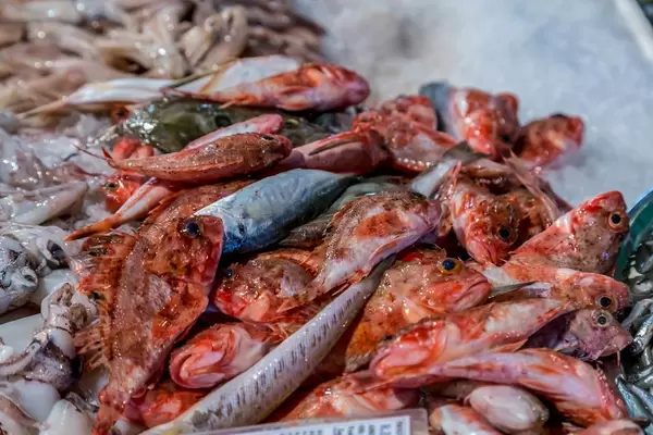 Red scorpionfishes and other fishes on fish market