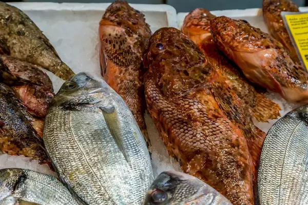 Red scorpionfishes and sea breams on fish market