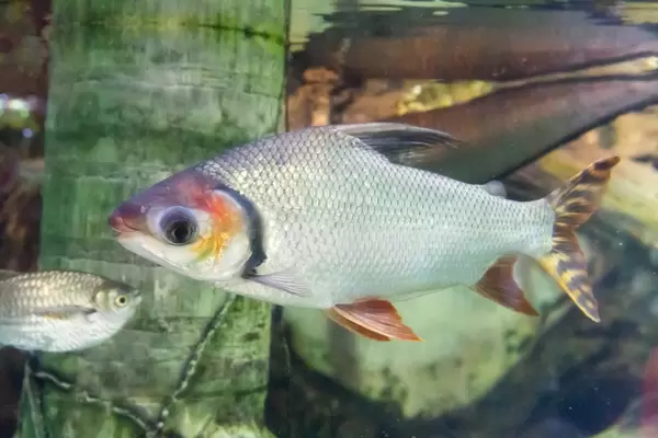 Red Shiner at Shedd Aquarium