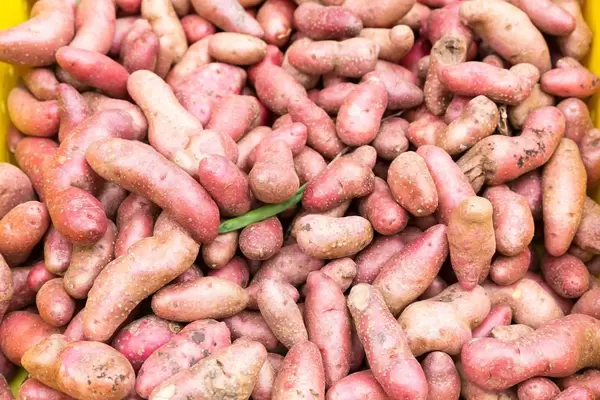 Red thumb fingerling - City Market, Chicago