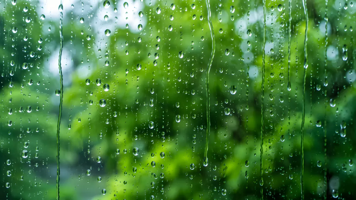 Regentropfen auf Fensterscheibe vor grünem Laub