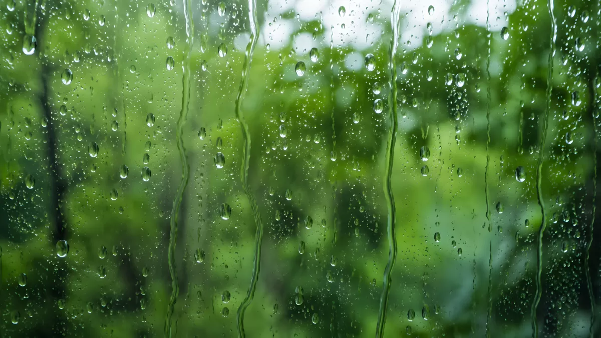 Regentropfen auf Fensterscheibe vor grünem Wald