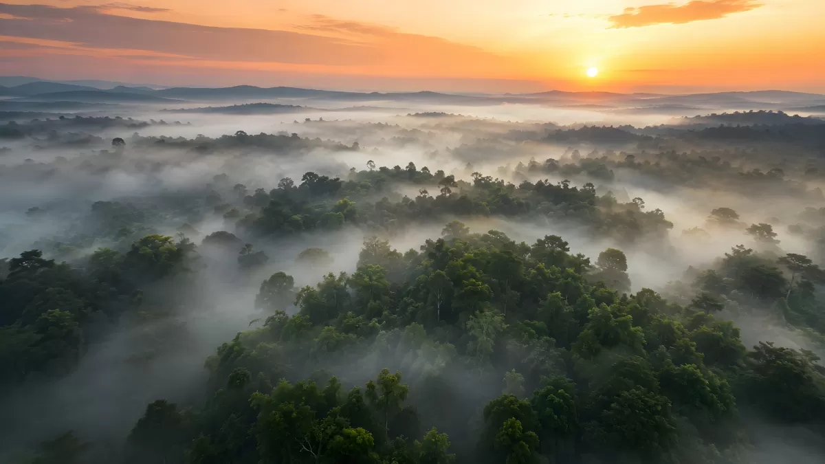 Regenwald im Morgennebel bei goldenem Sonnenaufgang