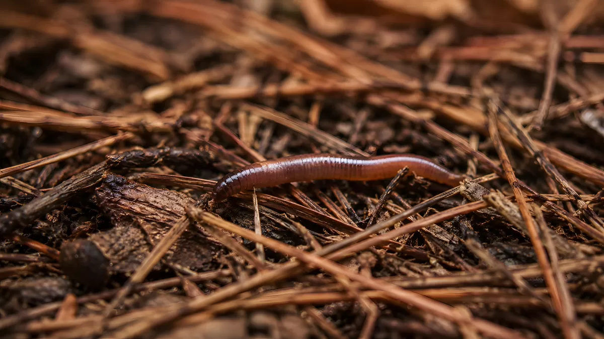 Regenwurm auf feuchtem Waldboden zwischen Zweigen