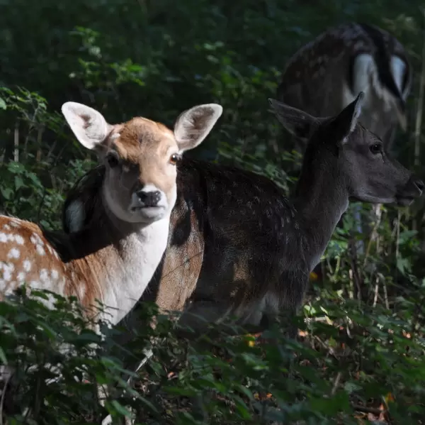 Reh im Lindenthaler Tierpark